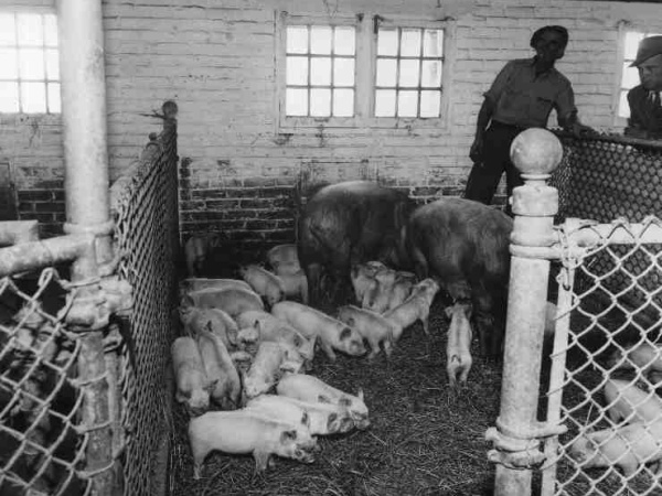 Shawbridge Boys Farm in 1947.